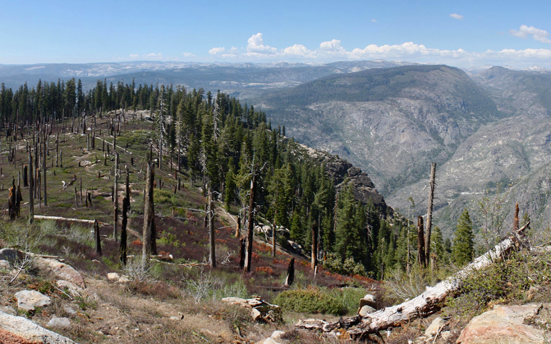 Wildfire Restores Yosemite Watershed